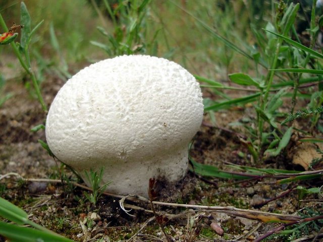 Calvatia_utriformis.jpg