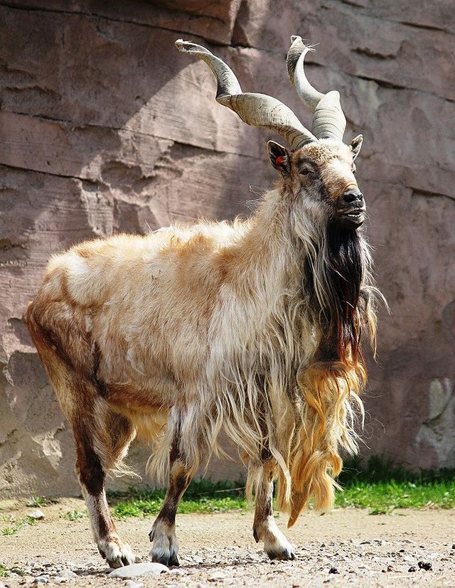 suleiman markhor