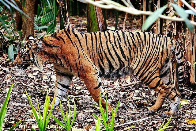 Harimau Sumatra.jpg