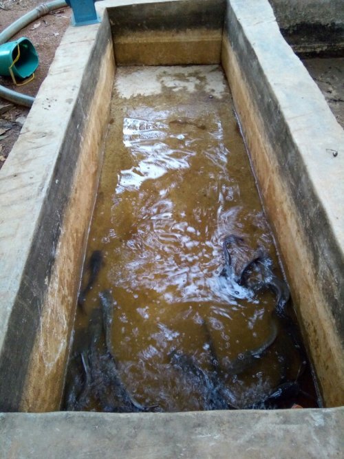 FishFarming-2.jpg