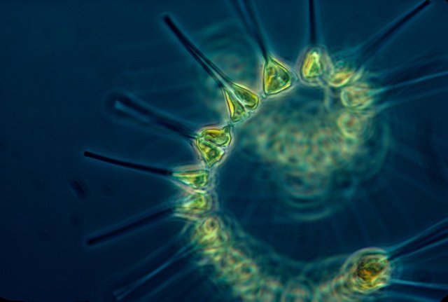 phytoplankton-1348508_960_720.jpg