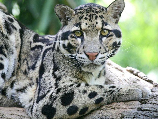 sundanskiy_dymchatyy_leopard_morda_bolshaya_koshka_hischnik_pyatnistyy_52351_1280x960 (1).jpg