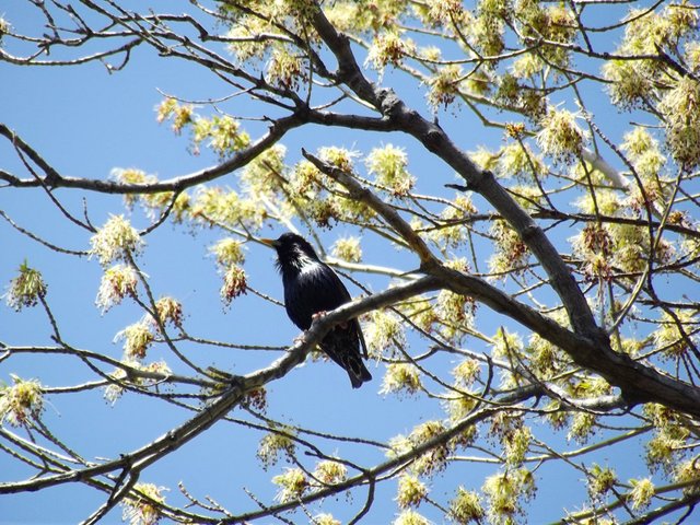 birds of paradise, starling,  photography by jeronimo rubio, 2018, all rights reserved, nature (1233).jpg