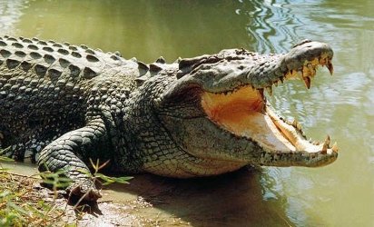 crocodile.jpg