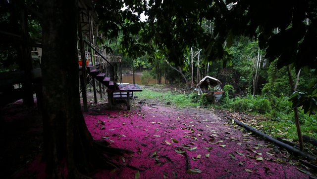 Pink Path.jpg