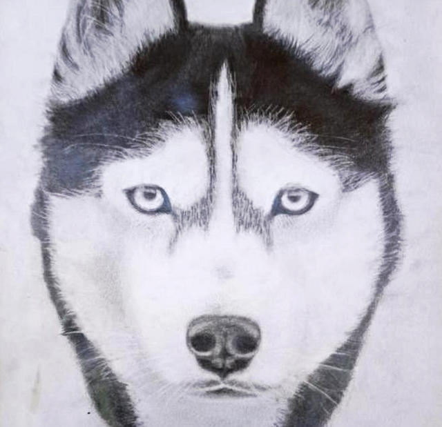 How to draw a Husky.... tutorial with tips and techniques — Steemit