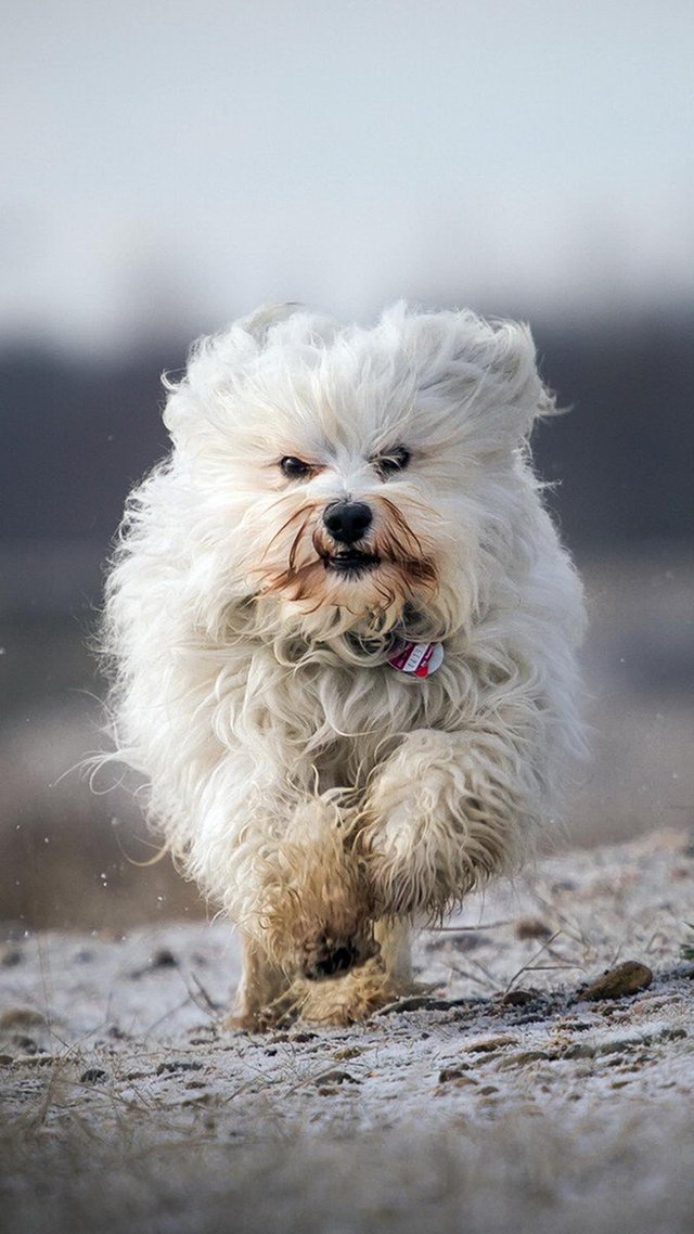 Havanese-run-snow-white-1080x1920.jpg