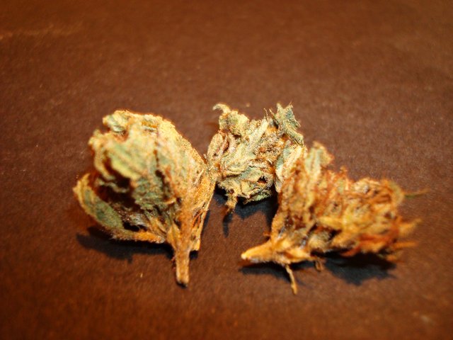 cannabis 8.JPG