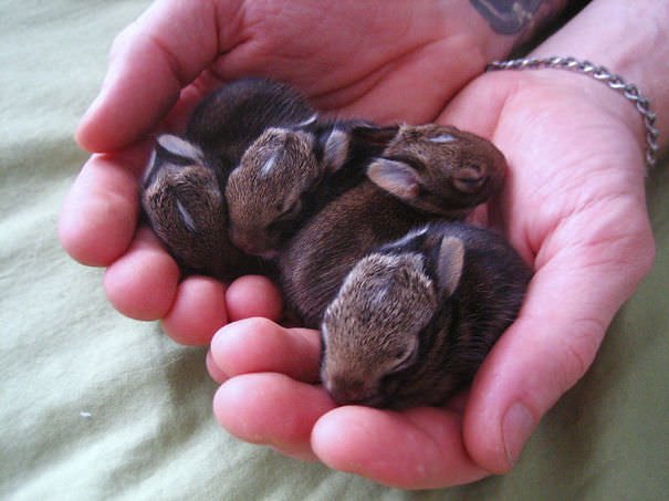 Four newborn bunnies sleeping - Imgur.jpg