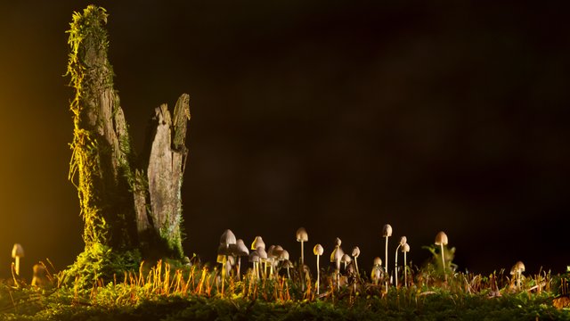 mushrooms-2212899.jpg