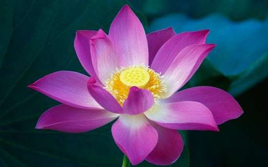 Flower lotus.jpeg