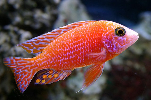 Most-beautiful-fish-hd-wallpapers.jpg