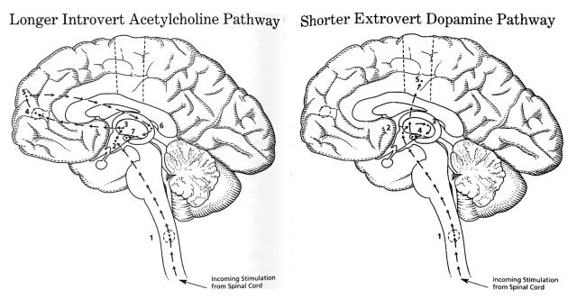 innie-outie-brains.jpg