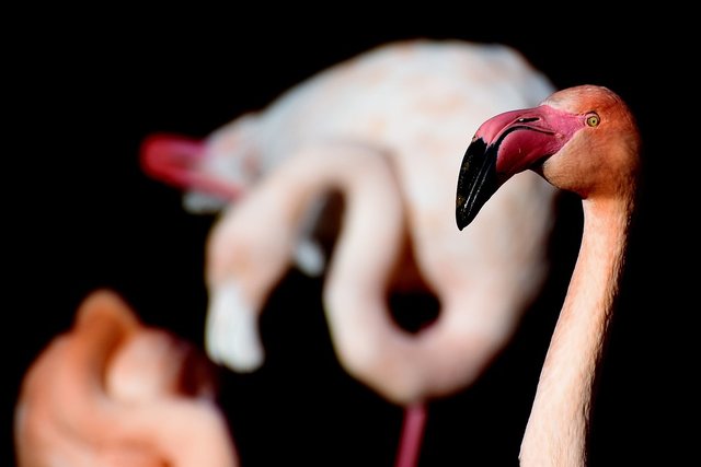 flamingo-3041985_960_720.jpg