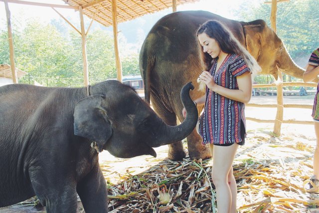 elephant sanctuary 05.JPG