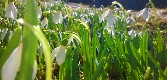 White Flowers Photography in Steemit Blog