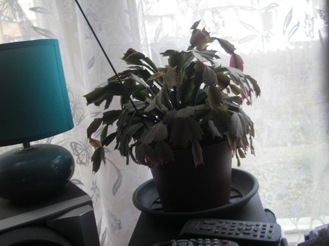 Christmas Cactus in poor condition.JPG