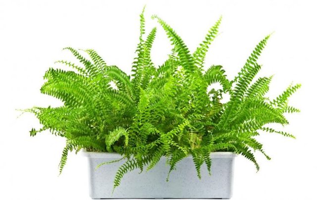 Wszystko O Kwiatach Paproć All About Flowers Fern At Dedarknes
