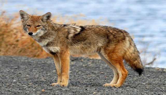 rsz_1coyote_tule_lake_ca.jpg