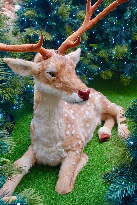 reindeer-1834947_960_720.jpg