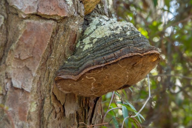 Fomes fomentarius01.jpg