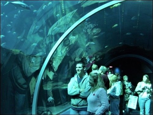 GA Aquarium 2.jpg