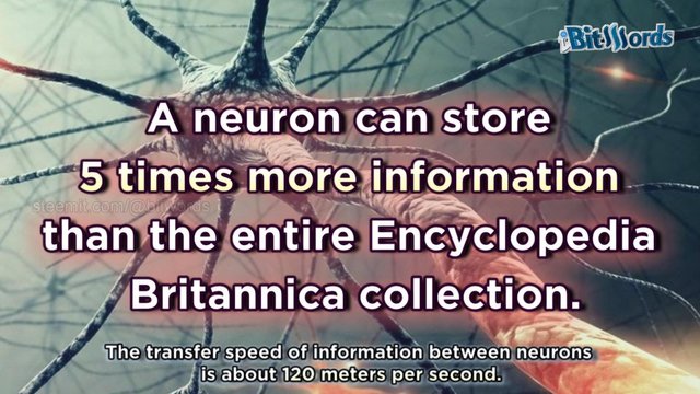 5 interesting things you didnt know about your brain (2).jpg