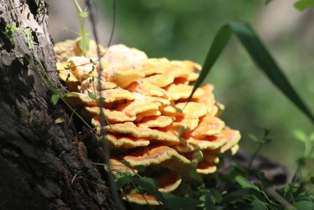 2015-05-04 005 Nuezina -- shrooms laetiporus sulphureus.JPG