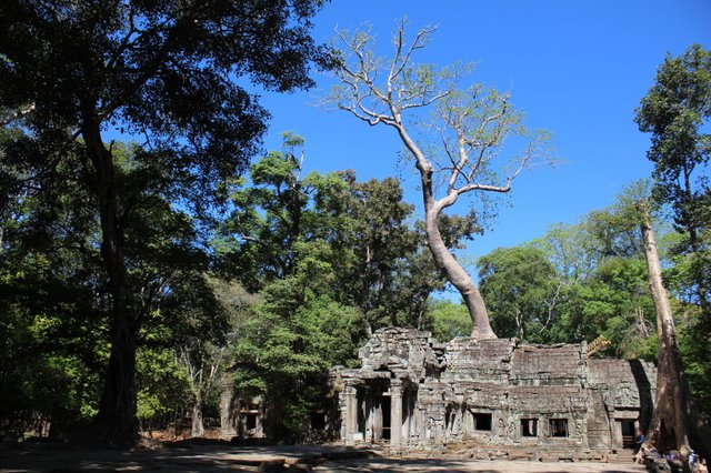 Ta-Prohm-2-e1438644463609.jpg