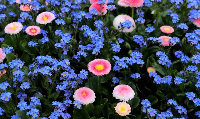 forget-me-not-3313913_1920.jpg