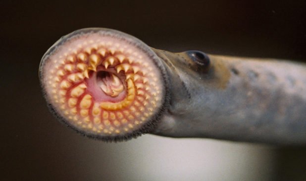 Sea-Lamprey-618x365.jpg