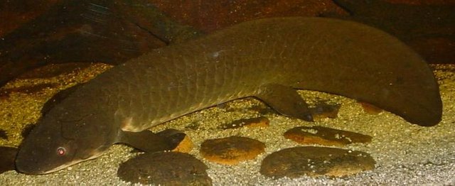 Australian-Lungfish.jpg