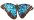 Swallowtail Butterfly Blue Morpho 20H P1.jpg