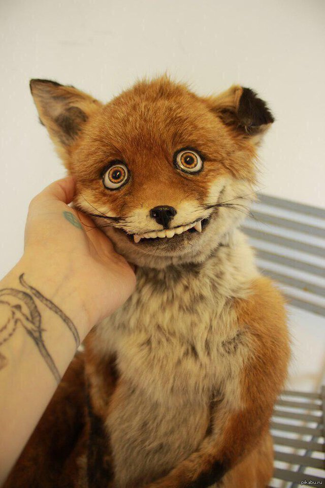 smiling fox taxidermy.jpg