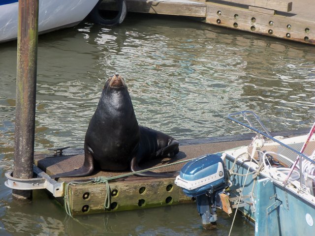 sealions2.jpg