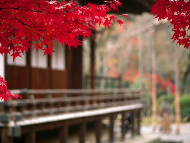 autumn_leaves_red_foreground_court_yard_62277_1024x768.jpg