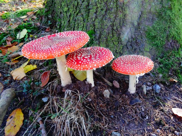 fly-agaric-1637667_1920.jpg