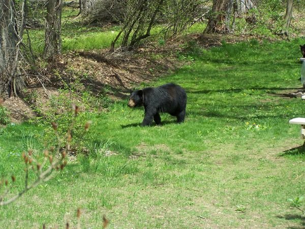 Bear and cubs7 crop May 2018.jpg