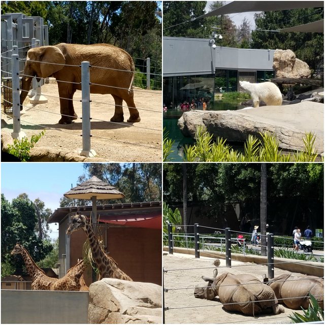 zoo Collage.jpg