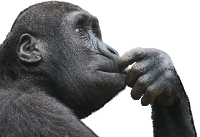 ape thinking transparent.png