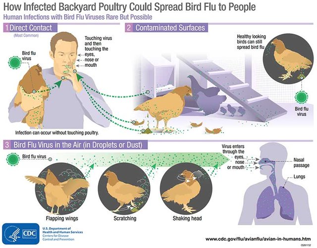 sitemgr_cdc-avian-flu-infograph-web.jpg