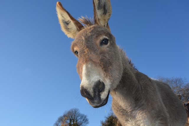 donkey-2996965_1920.jpg