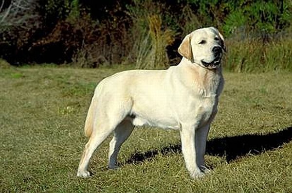 labrador.jpg