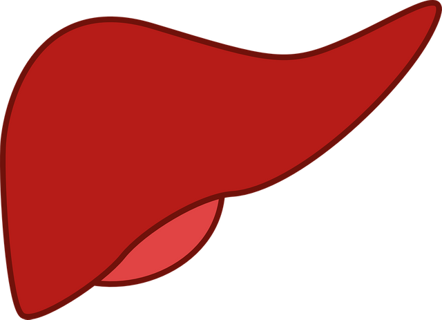 liver-148108_960_720.png