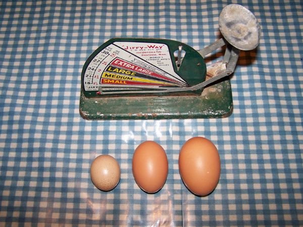 Eggs, big and little crop Jan. 2016.jpg