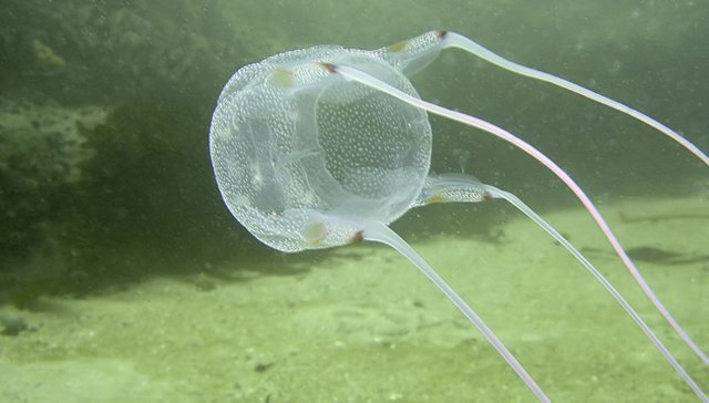 Box-Jellyfish.jpg