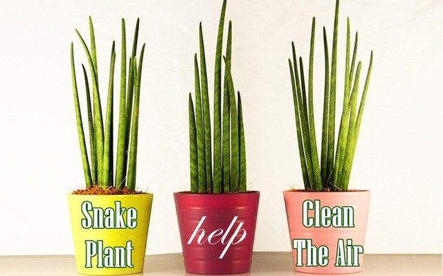 snake-plant.jpg