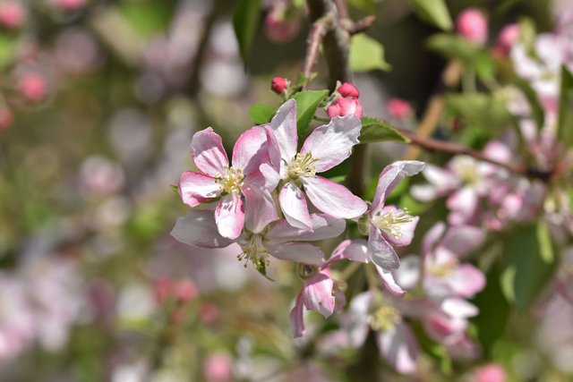 apple blossom 2.jpg