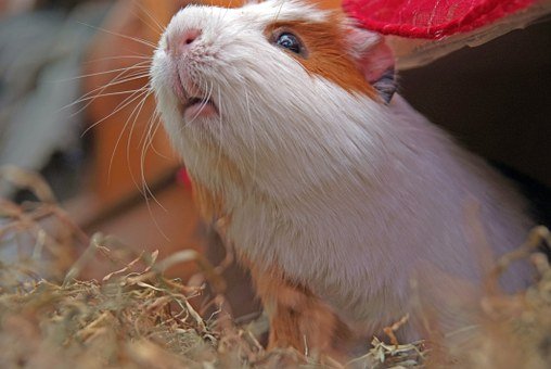 guinea-pig cuy 1.jpg