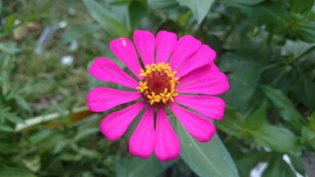 Unique Facts About Zinnia Flowers Fakta Unik Bunga Zinnia Bilingual Steemit